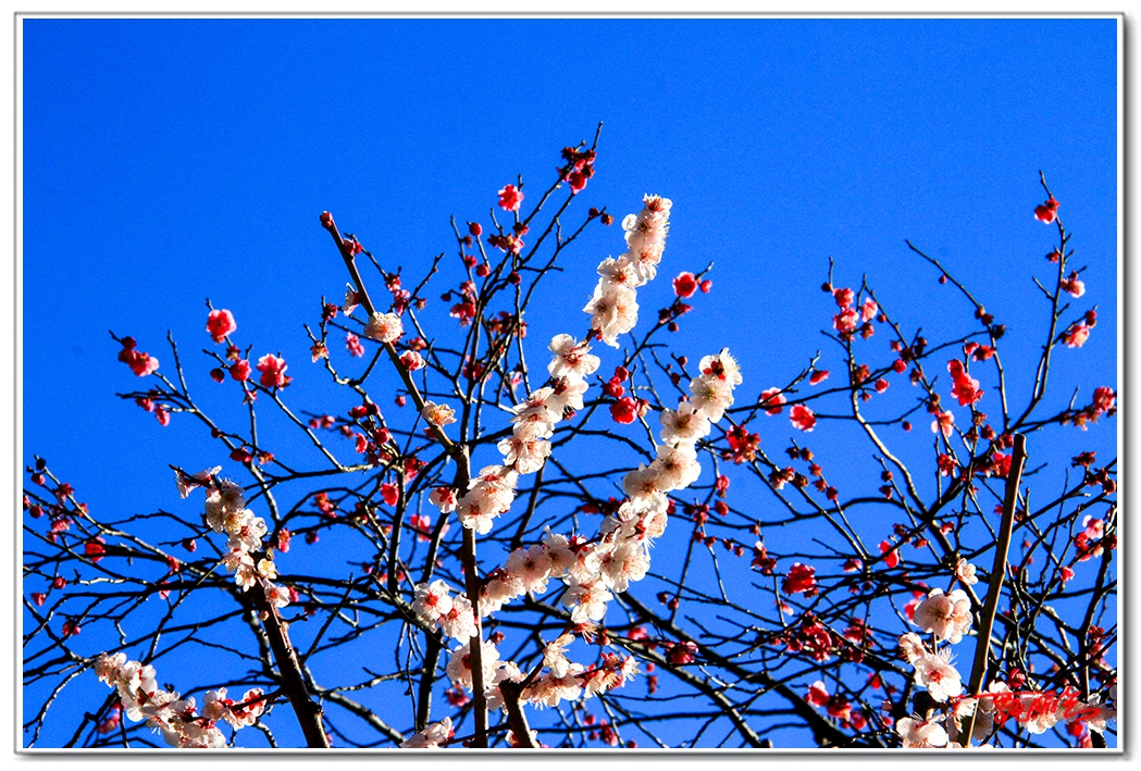 sii2014032.jpg