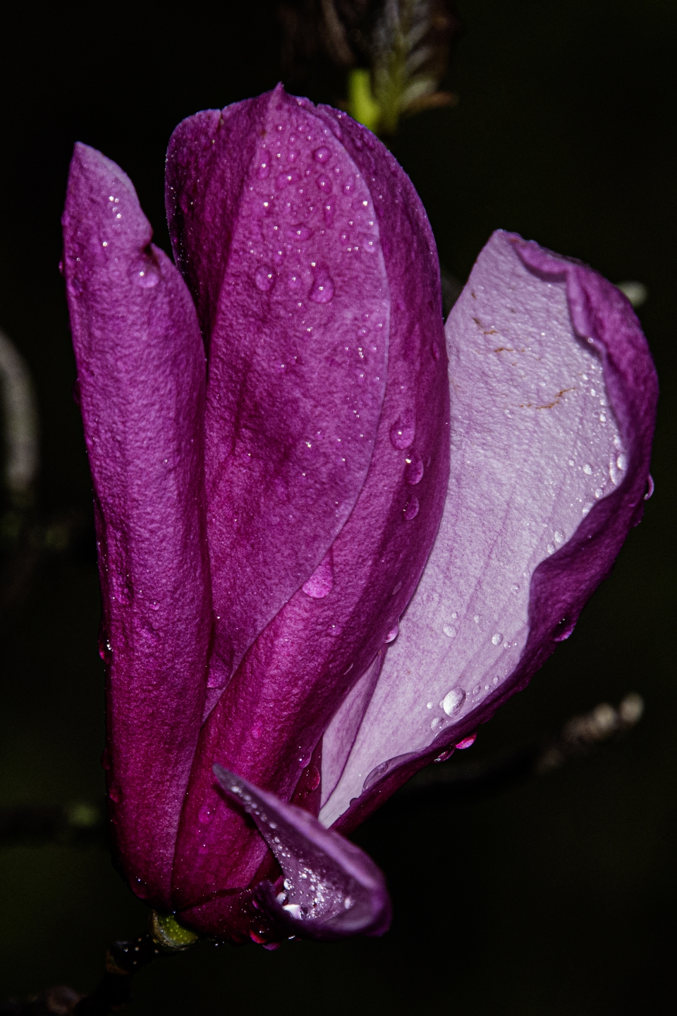 _DSC8629.jpg
