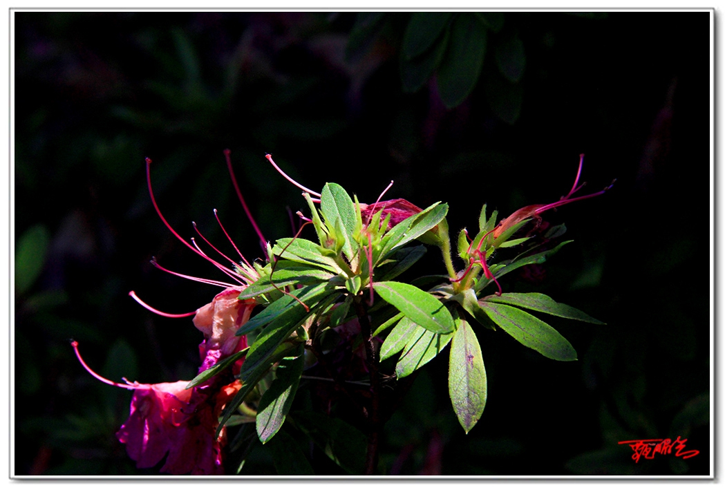 sii201409352.jpg