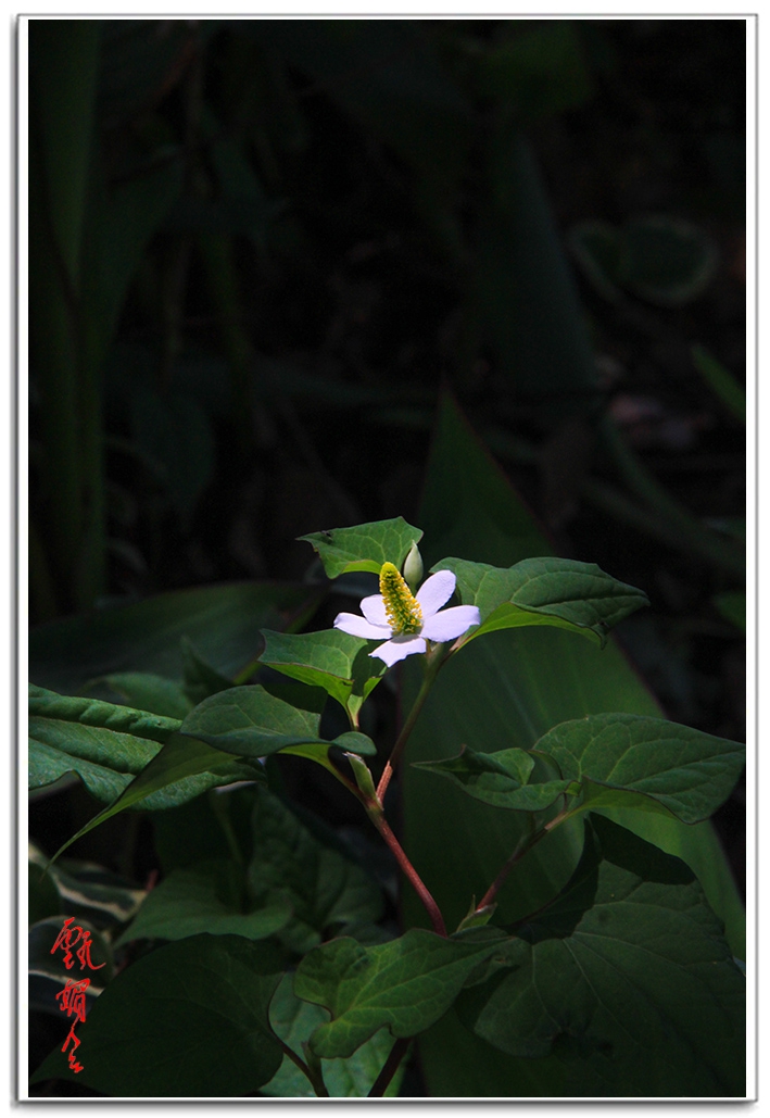 sii2014093864.jpg