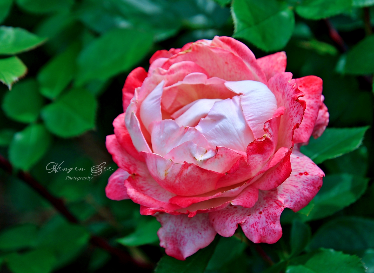 IMG_4787_.jpg