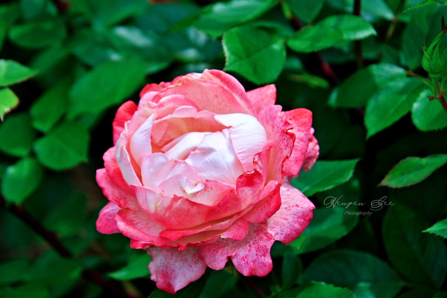 IMG_4786_.jpg