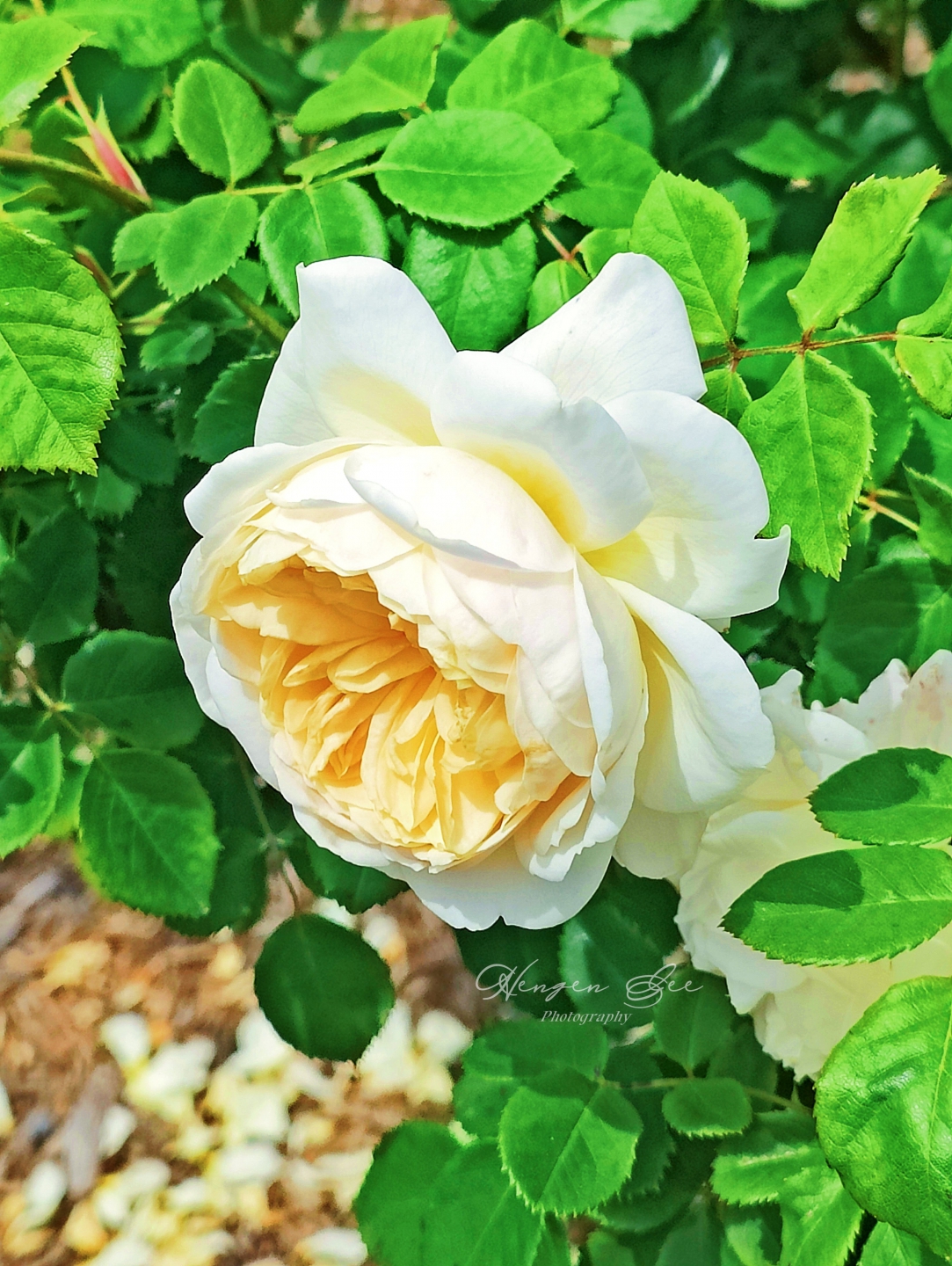 IMG20250527113028_.jpg