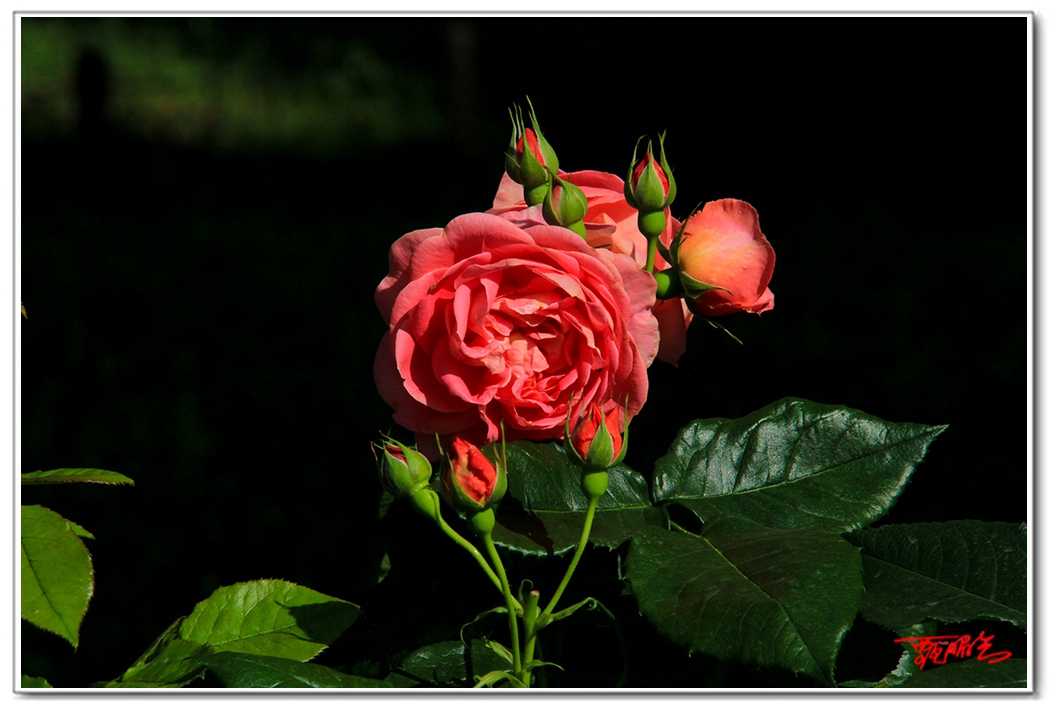 sii20140938905.jpg