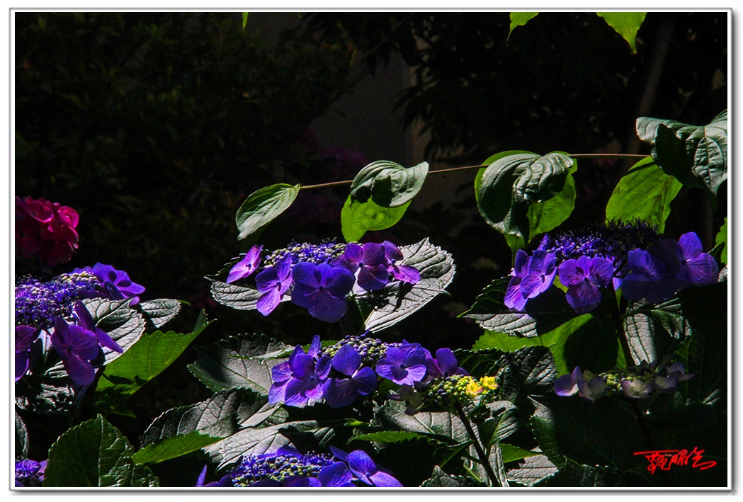 sii20140938931.jpg