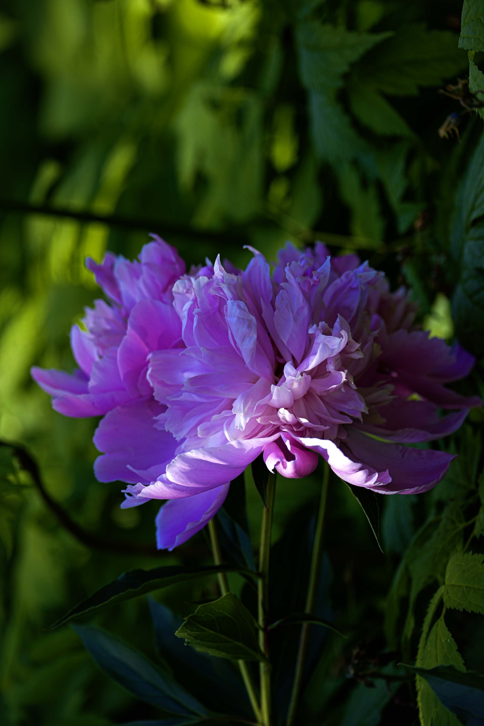 _DSC3176.jpg
