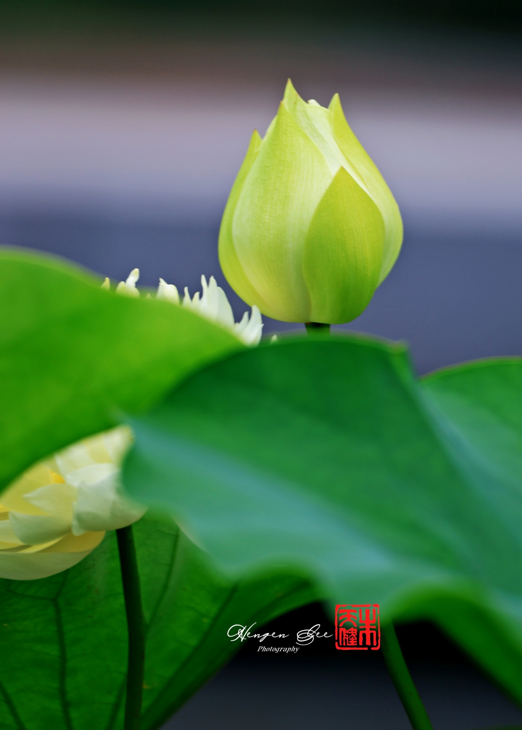 IMG_6886_.jpg