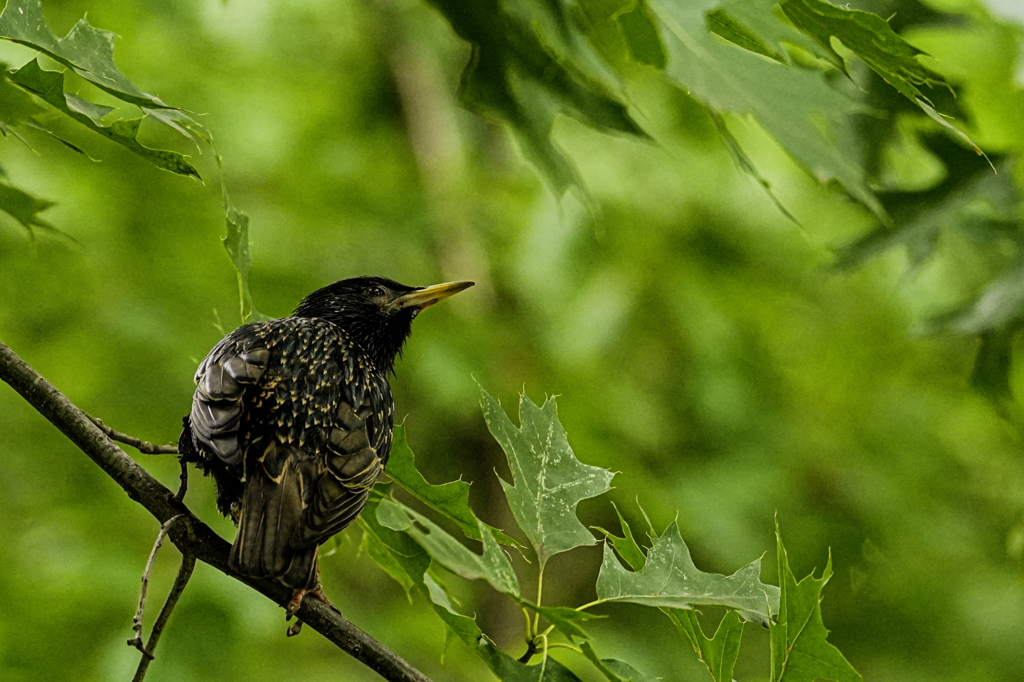 _DSC4535.jpg