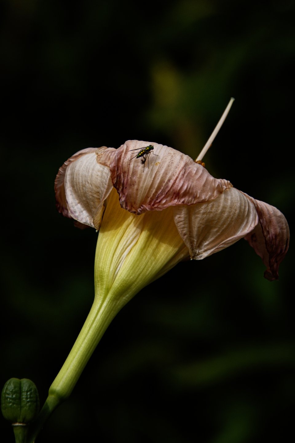 DSC_8917.jpg