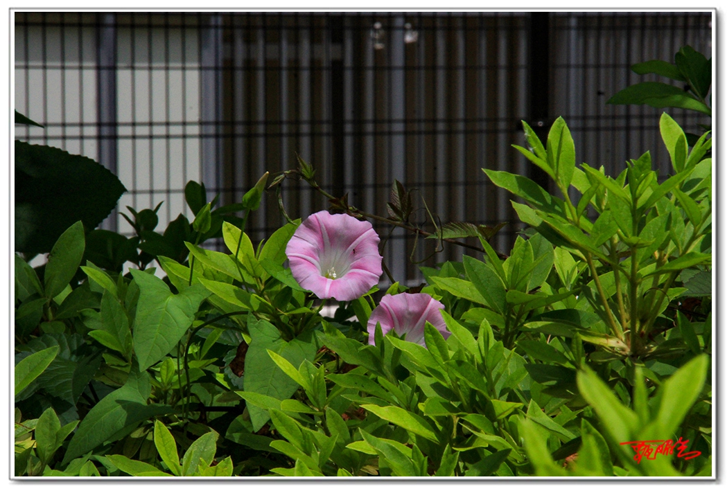 sii2014093848.jpg