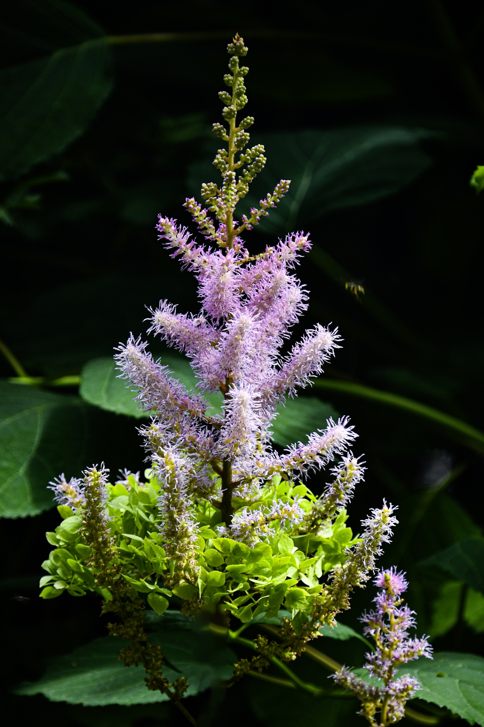 DSC_8828.jpg