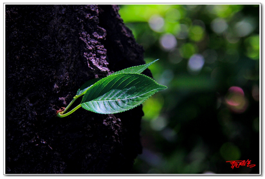 sii201409355.jpg