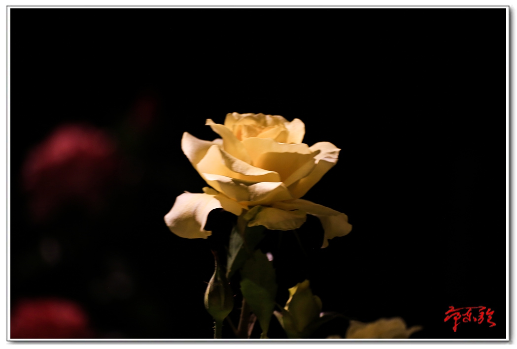 sss006234680.jpg