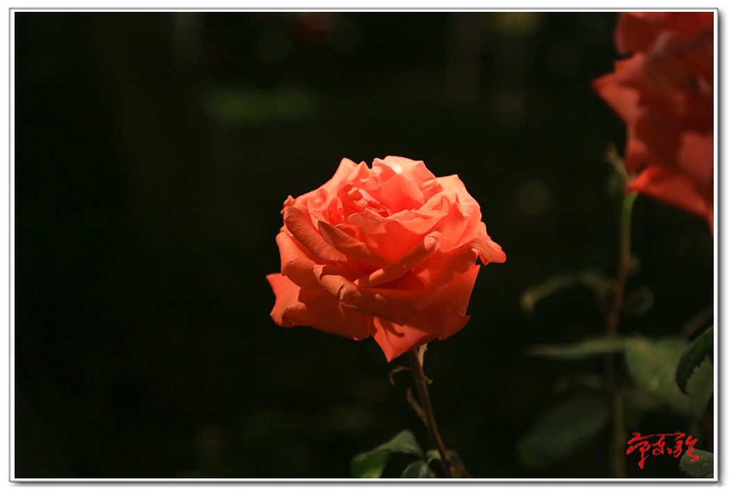 sss006234677.jpg