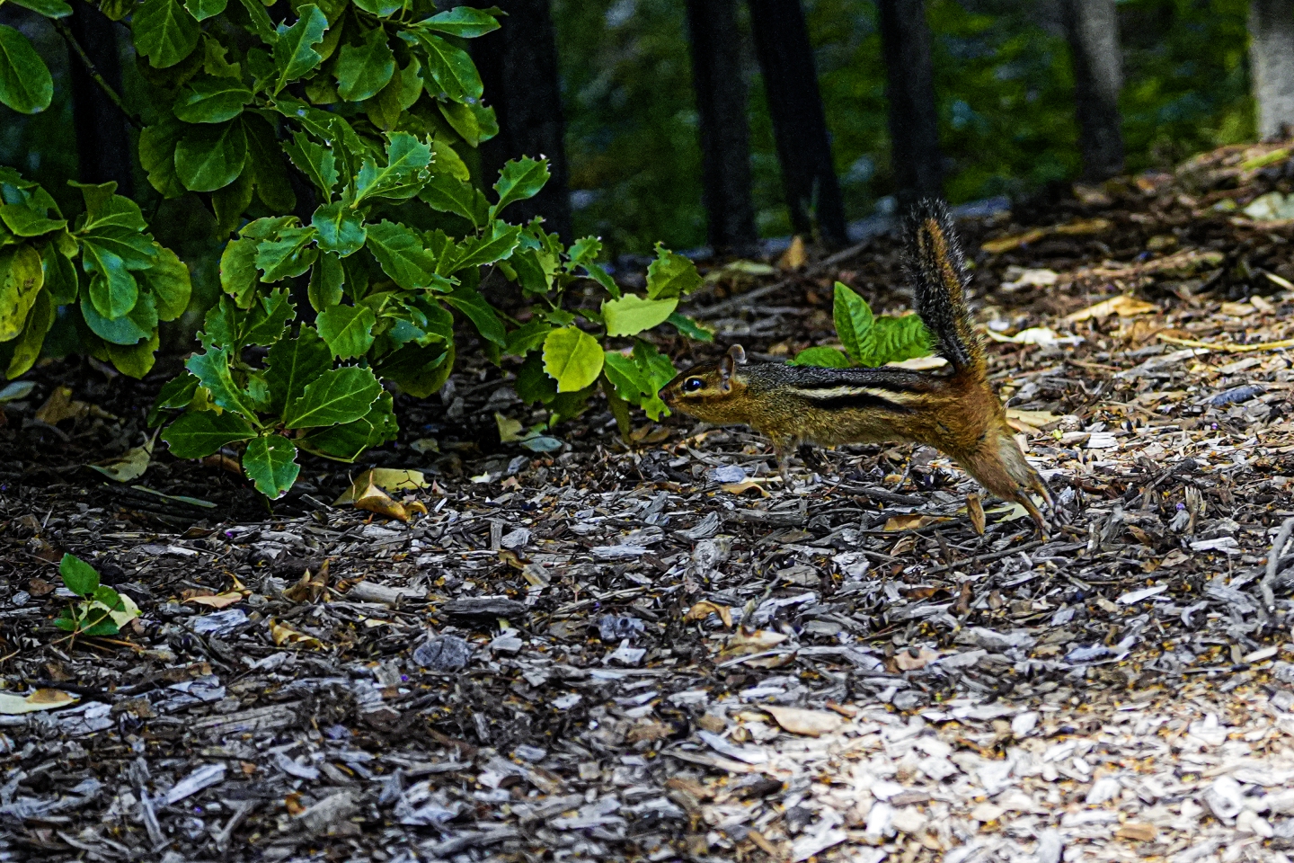 _DSC8591.jpg
