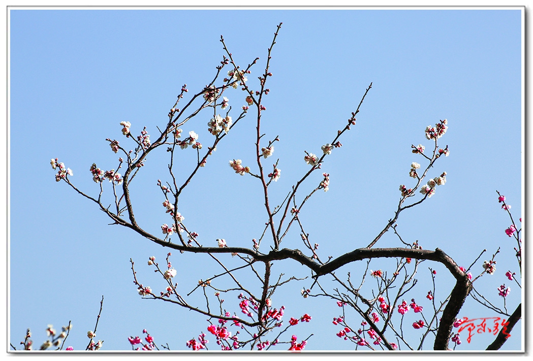 sss0062350722BB.jpg