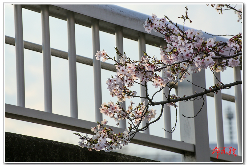 sss0062350751.jpg