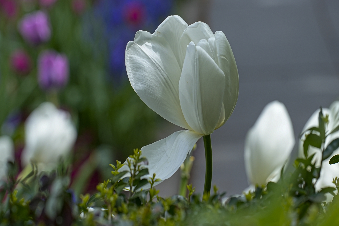 _DSC8507.jpg