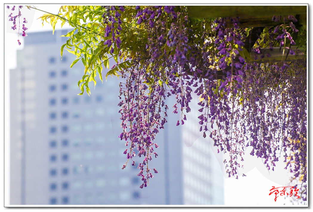 sss0062350803.jpg