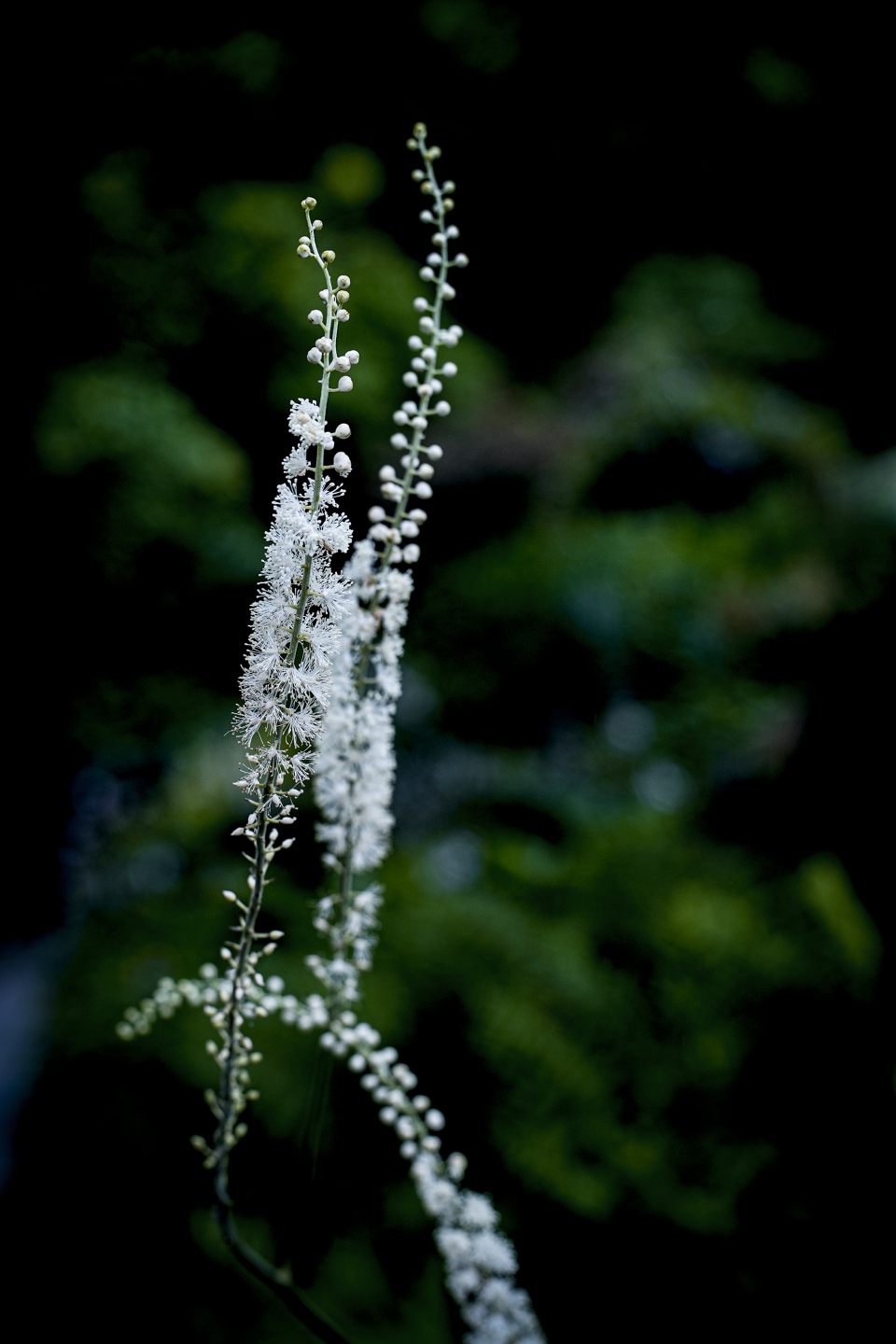 _DSC4332.jpg