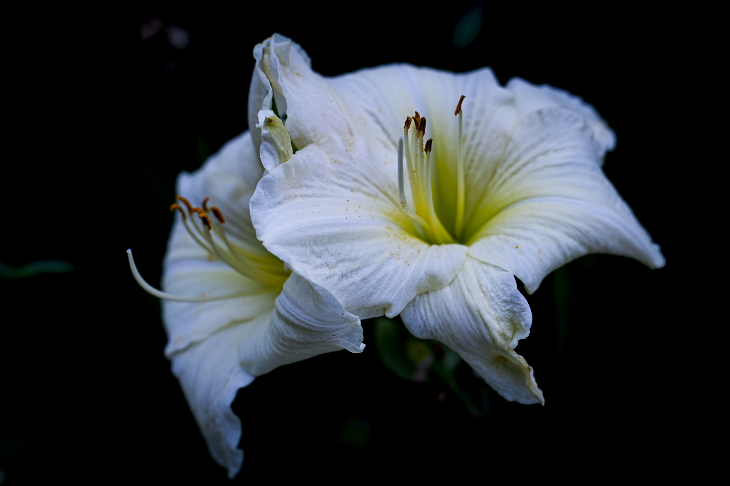 _DSC4335.jpg