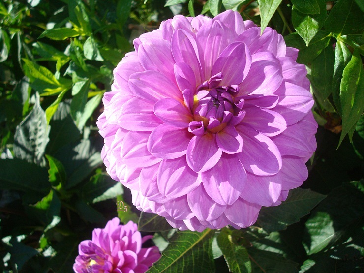 DSC05756ab.jpg