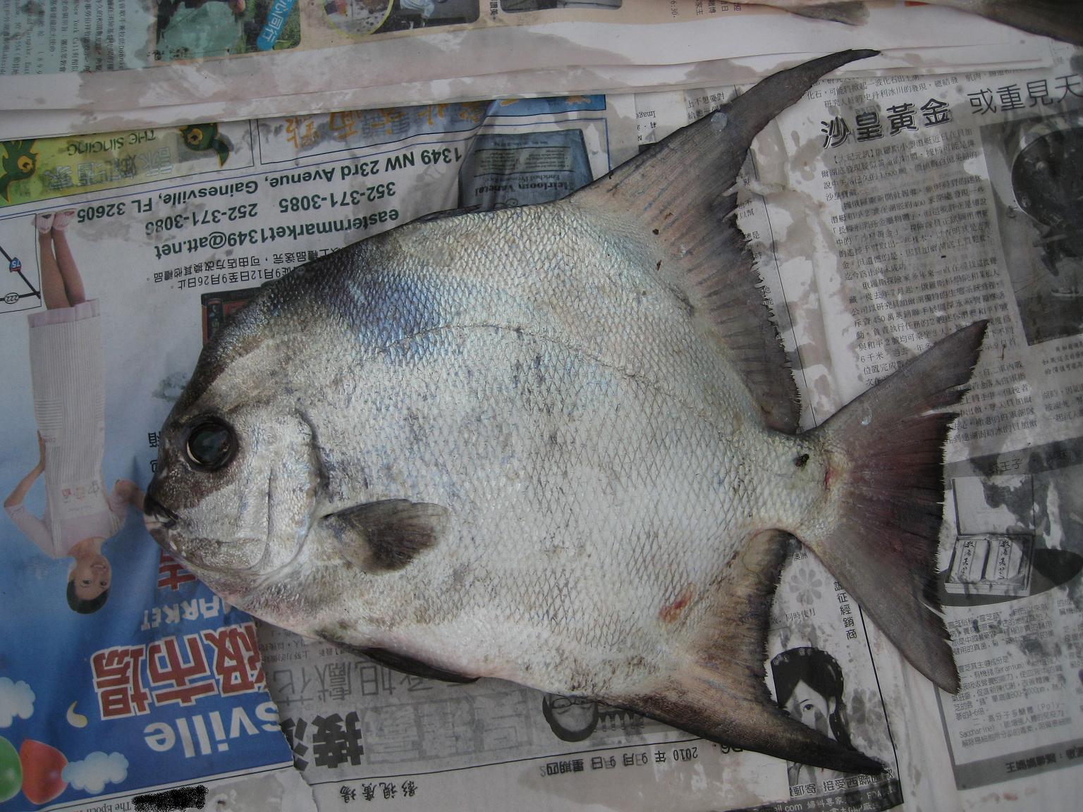 3angel fish
