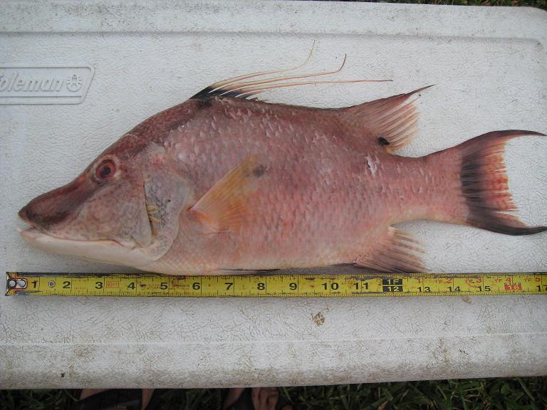 3 hogsnapper