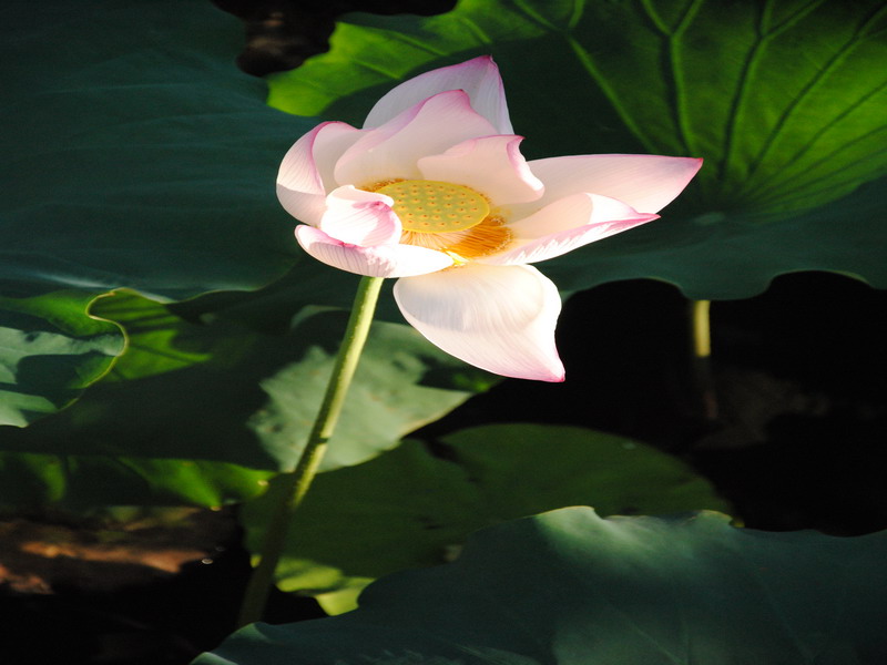 DSC_0056.jpg