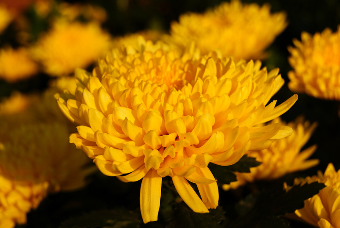 a7.jpg