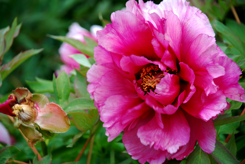 DSC_0258 a.jpg