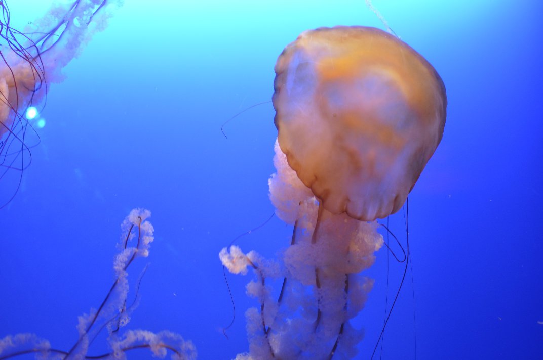 jellyfish