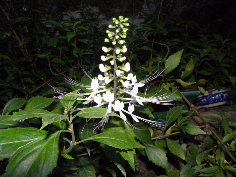 PB081271.jpg