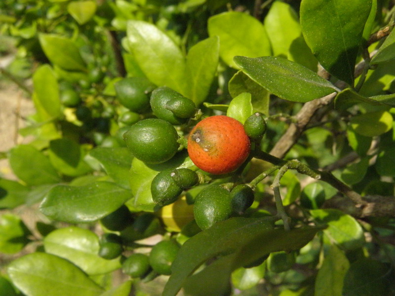 PB142133.jpg