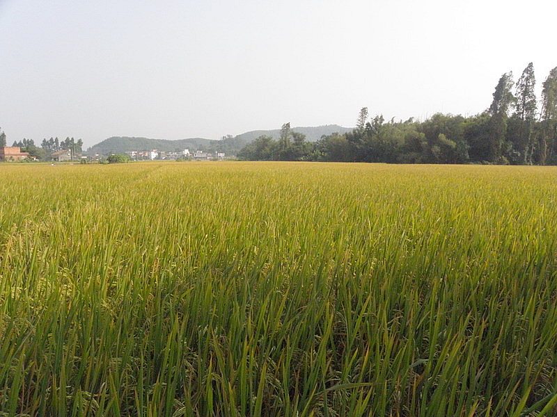 PB020764.jpg