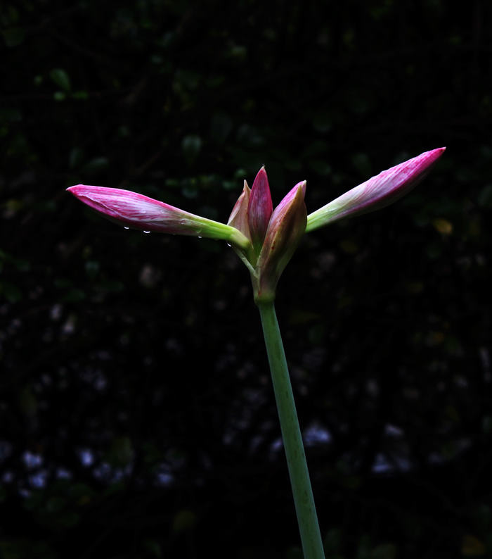 IMG_1684.jpg