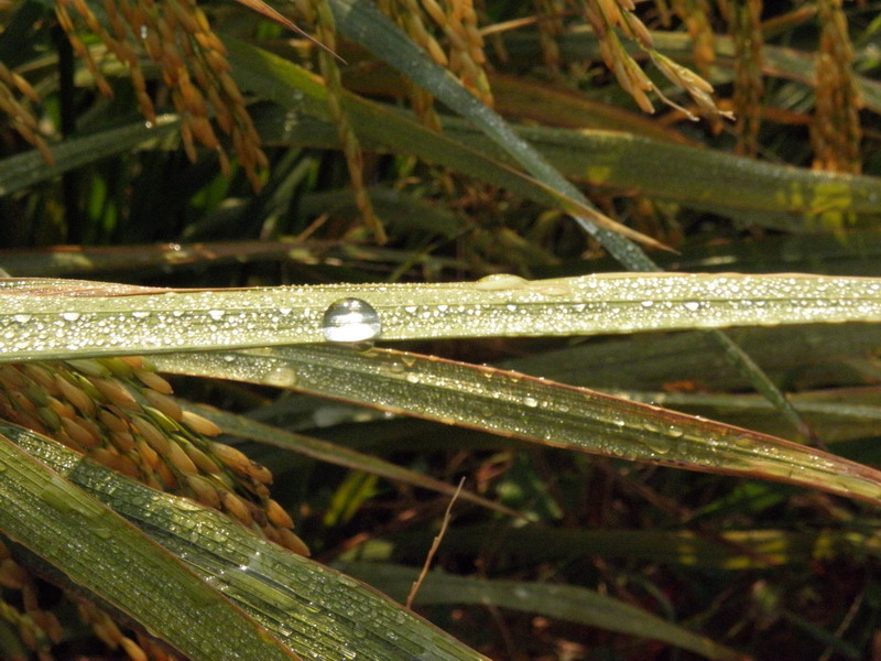 PB111428.jpg
