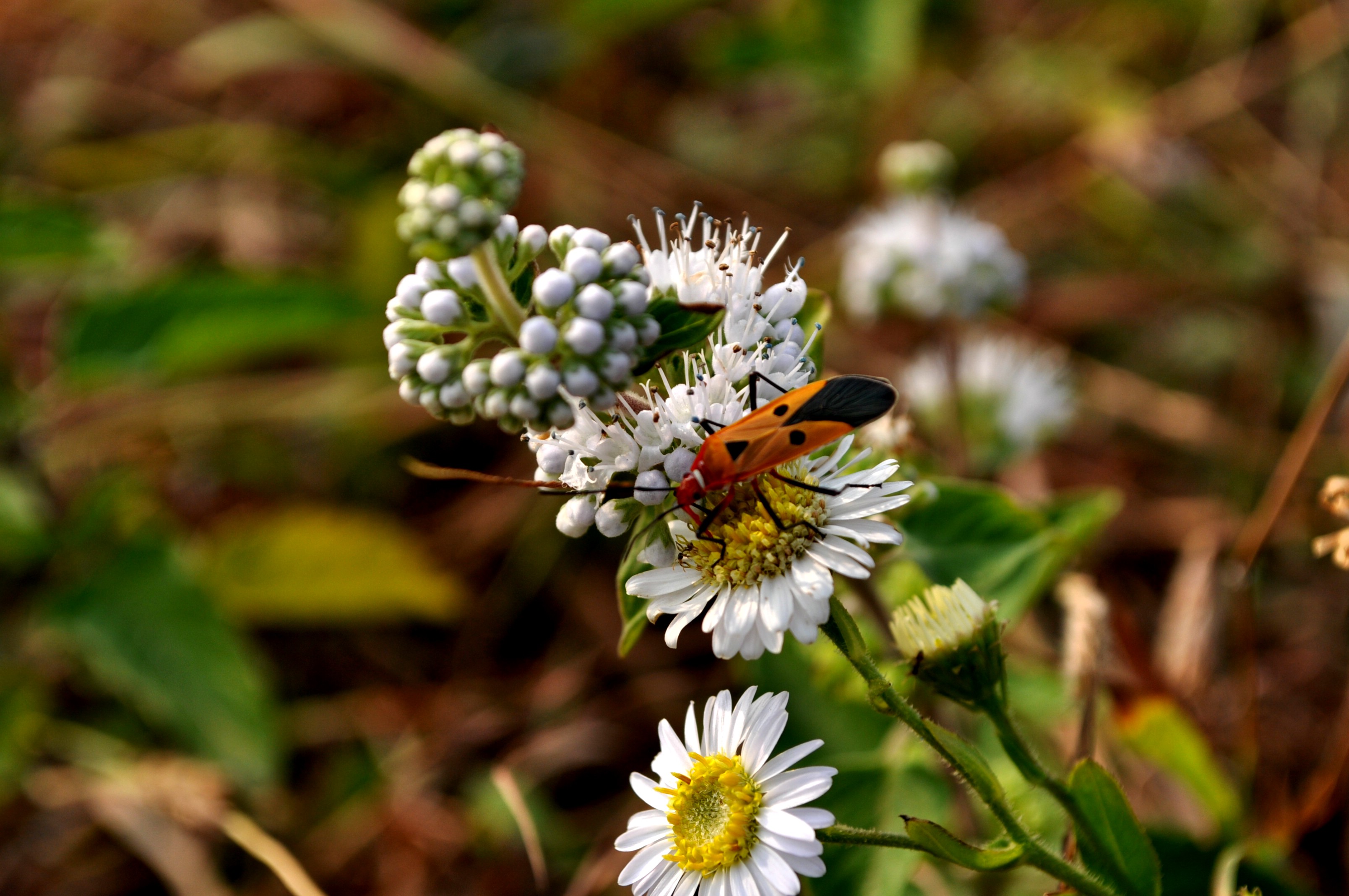 DSC_4323_2.jpg
