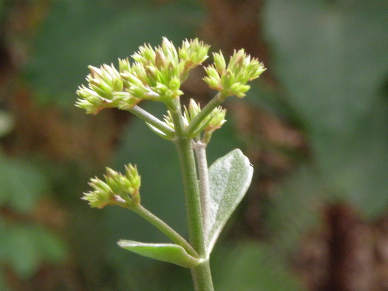 PC203996.jpg