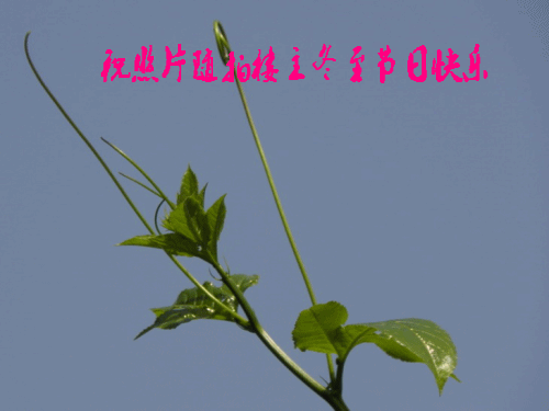 19_2978_309429db2d2da9d_conew1.gif