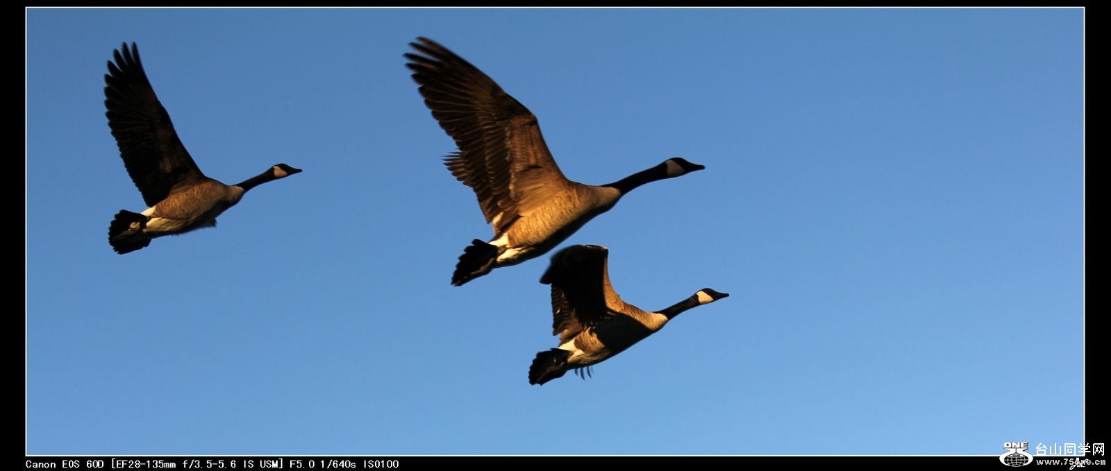 Picture 379-1.jpg