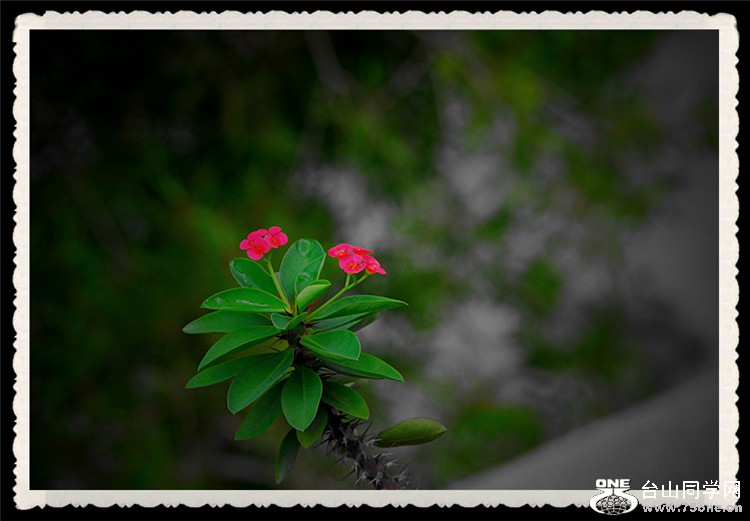 dsc_0062_.jpg