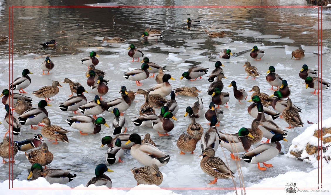 DSC_7624-1.jpg