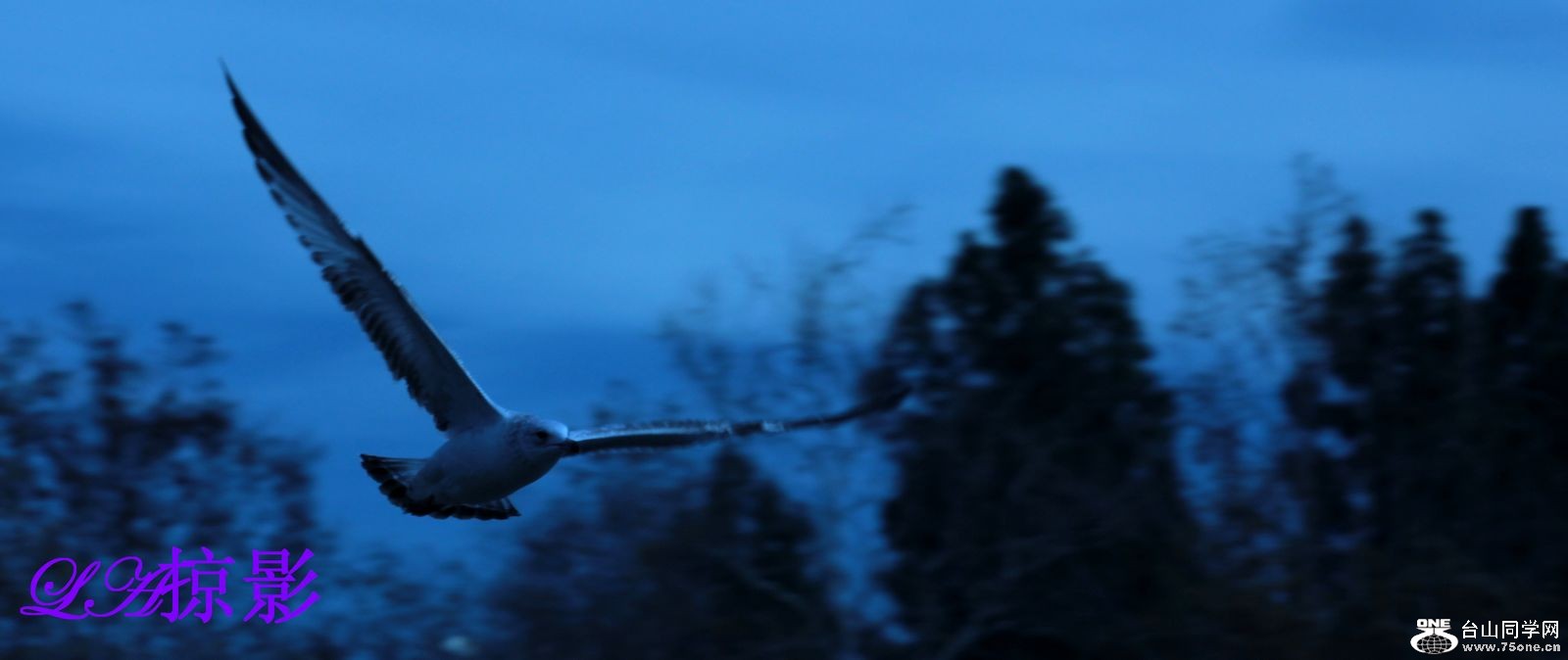Picture 231-5.jpg