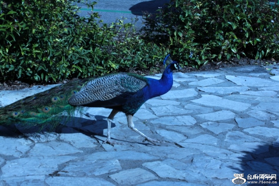 Picture 217-2.jpg