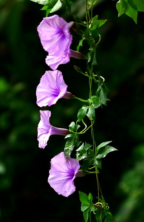 3736017365880911922_conew1.jpg
