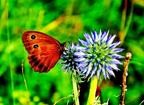 500_2011010113184174532_conew1.jpg