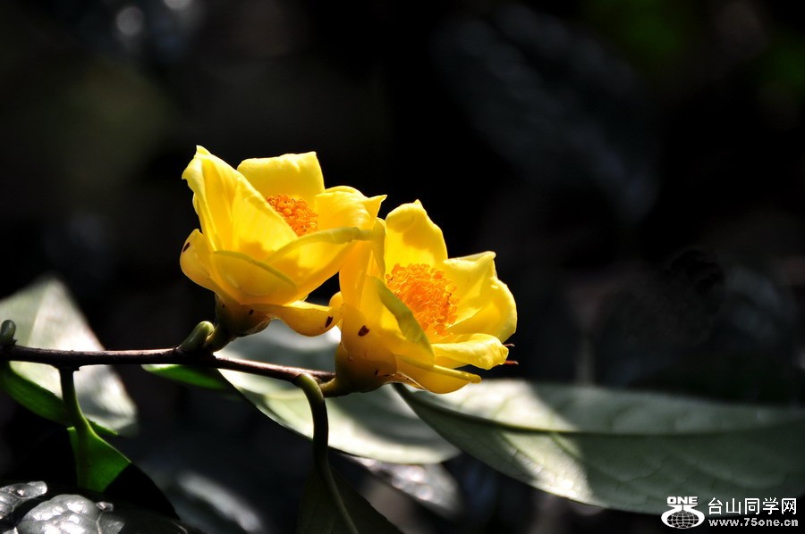 DSC_0062.jpg
