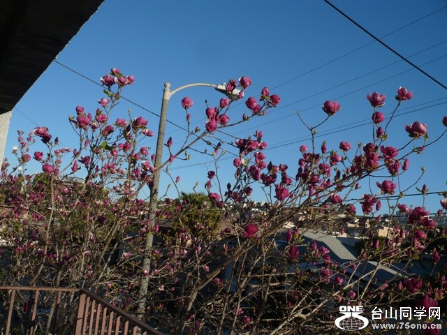 Chinese Magnolia