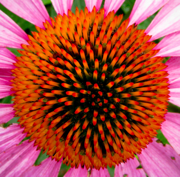 flower1[1].jpg